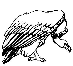 V is for vulture Animal alphabet to teach your child to read
