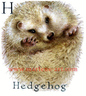 H - the eighth letter in the Animal Alphabet - is for Hedgehog
