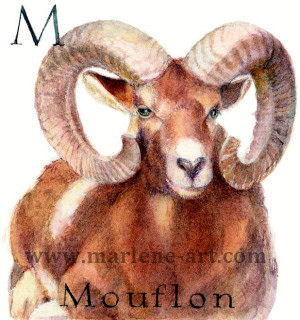 M - the 13th letter in the Animal Alphabet-is for Mouflon