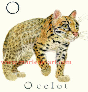 O - the 15th letter in the Animal Alphabet-is for Ocelot