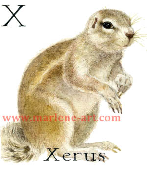 X - the 24th  letter in the Animal Alphabet-is for Xerus