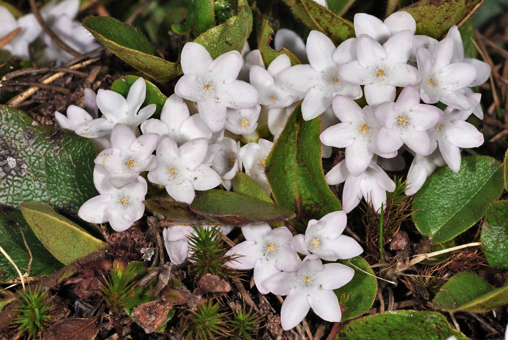 Massachusetts state flower