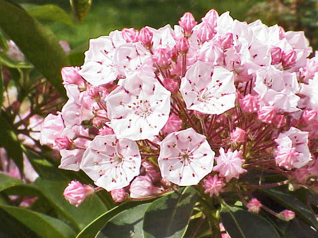 Pennsylvania state flower