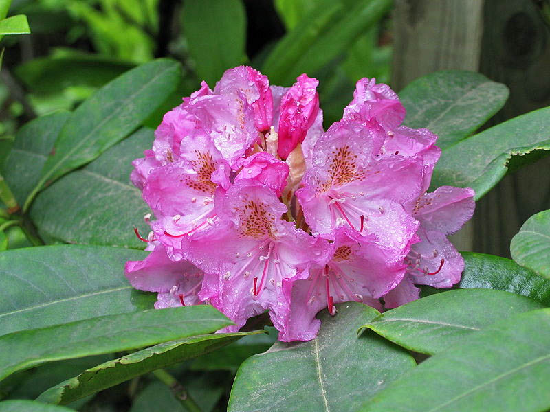 Washington State flower