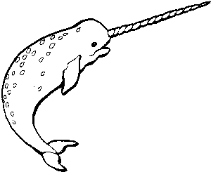 N is for narwhal Animal alphabet to teach your child to read