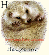 ABCs - Animal Alphabet - H is for Hedgehog