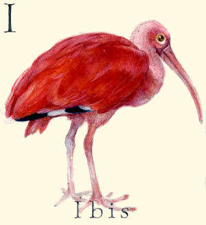 I - the ninth letter in the Animal Alphabet - is for Ibis