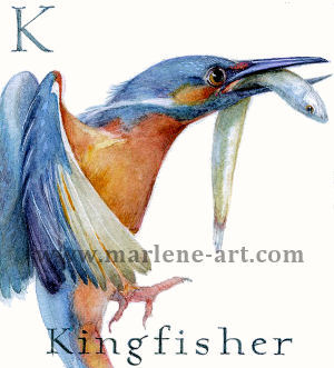 K - the 11th letter in the Animal Alphabet-is for Kingfisher