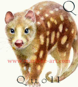 Q - the 17th letter in the Animal Alphabet-is for Quoll