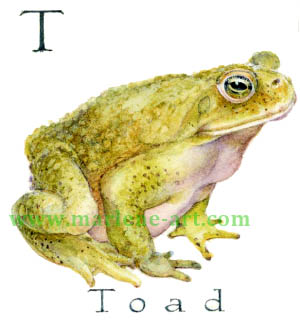 T - the 20th letter in the Animal Alphabet-is for Toad