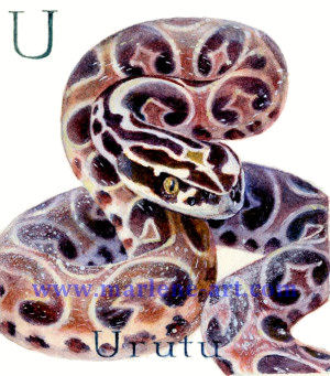 U - the 21st  letter in the Animal Alphabet-is for Uruth