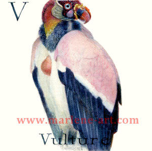 V - the 22nd  letter in the Animal Alphabet-is for Vulture