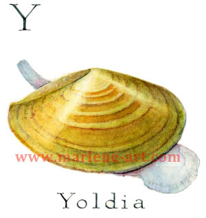 Y - the 25th  letter in the Animal Alphabet-is for Yoldia
