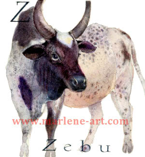 Z - the 26th  letter in the Animal Alphabet-is for Zebu