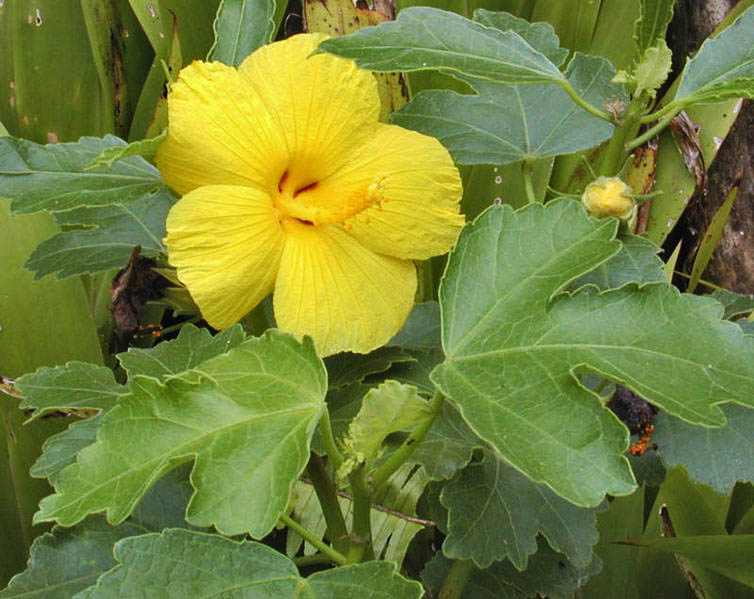 Hawaii state flower