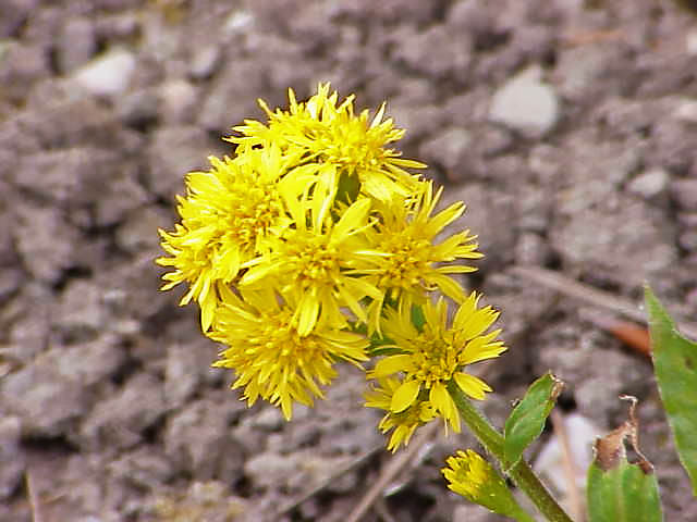 Nebraska state flower